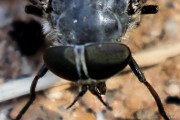 Tabanidae sp Fly (Tabanidae sp)